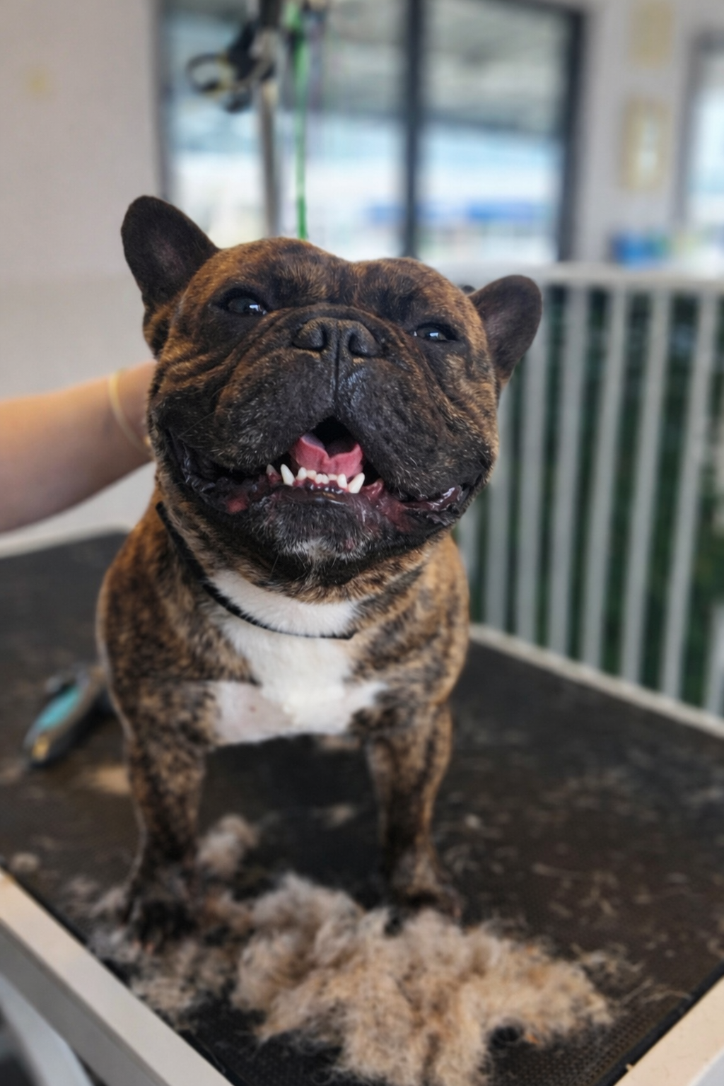 De-Shedding Treatment (Short Coat)